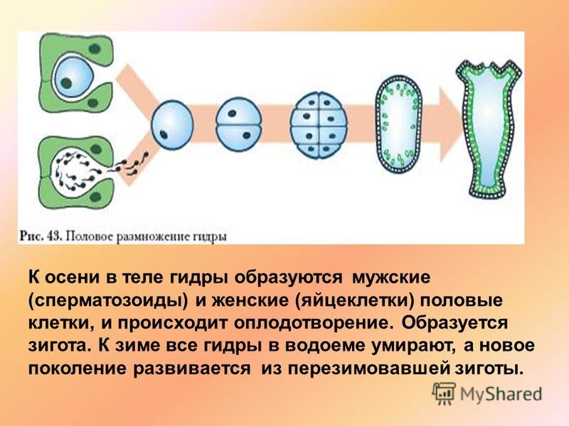 Ссылки в тор